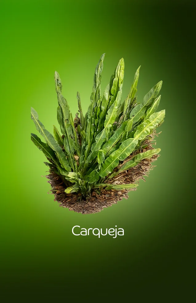 Carqueja
