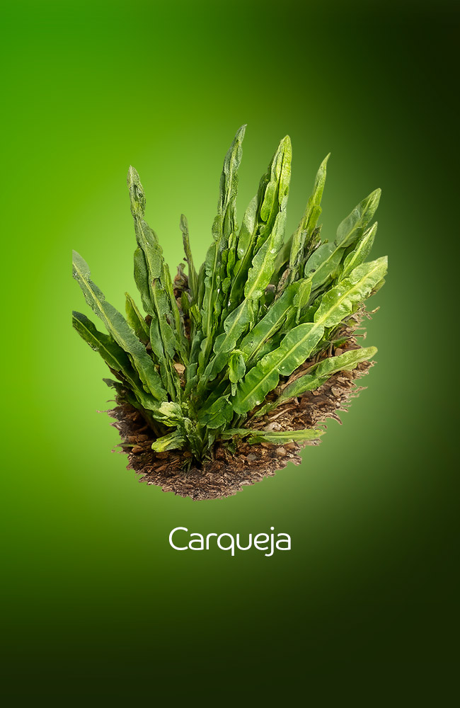 Carqueja